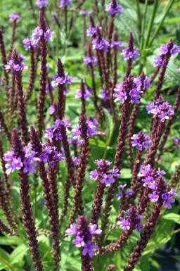 Blåverbena Verbena hastata 5-10 i kruka P9 Verbena hastata