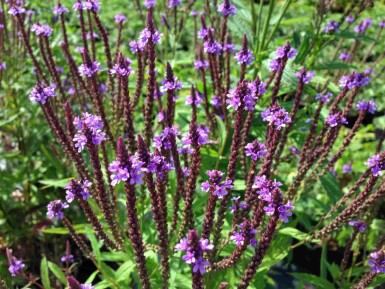 Blåverbena Verbena hastata 5-10 i kruka P9 Verbena hastata