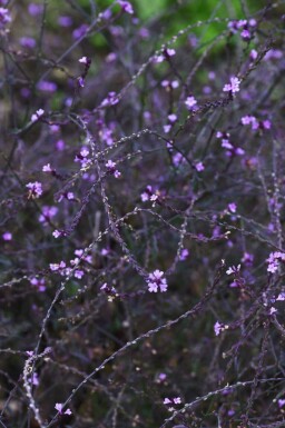 Järnört Verbena officinalis 'Bampton' 5-10 i kruka P9 Verbena officinalis 'Bampton'