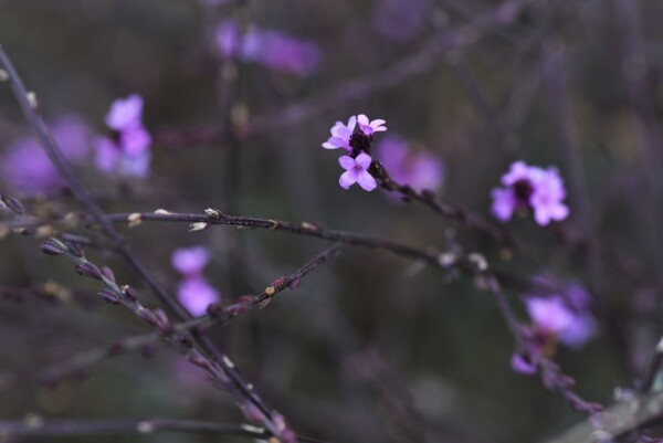 Verbena officinalis 'Bampton'