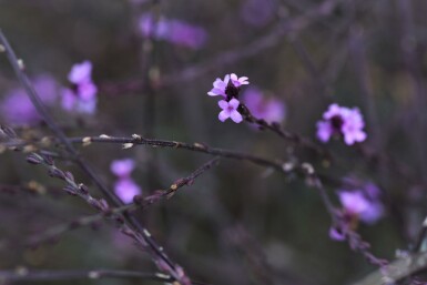 Järnört Verbena officinalis 'Bampton' 5-10 i kruka P9 Verbena officinalis 'Bampton'