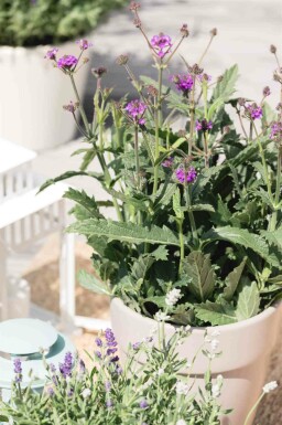 Verbena Verbena rigida 5-10 i kruka P9 Verbena rigida