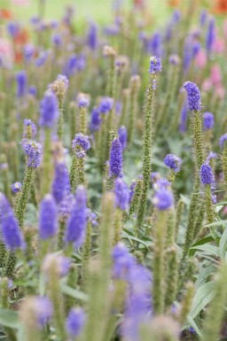 LÄngbladig veronika Veronica longifolia 5-10 i kruka P9 Veronica longifolia