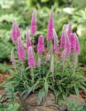 Axveronika Veronica spicata 'Heidekind' 5-10 i kruka P9 Veronica spicata 'Heidekind'