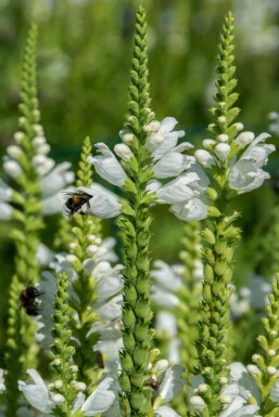 Spjutspira Veronica spicata 'Icicle' 5-10 i kruka P9 Veronica spicata 'Icicle'