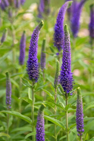 Axveronika Veronica spicata 5-10 i kruka P9 Veronica spicata