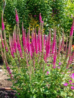 Axveronika Veronica spicata 'Rotfuchs' 5-10 i kruka P9 Veronica spicata 'Rotfuchs'