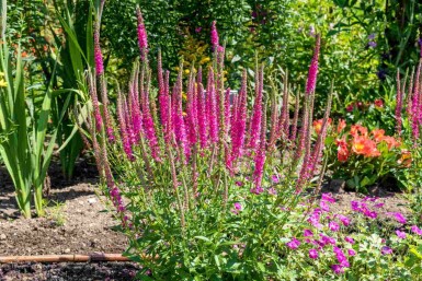 Axveronika Veronica spicata 'Rotfuchs' 5-10 i kruka P9 Veronica spicata 'Rotfuchs'