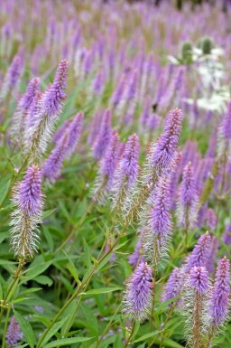 Amerikanskt veronika Veronicastrum virginicum 'Fascination' 5-10 i kruka P9 Veronicastrum virginicum 'Fascination'