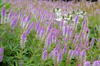 Amerikanskt veronika Veronicastrum virginicum 'Fascination' 5-10 i kruka P9 Veronicastrum virginicum 'Fascination'