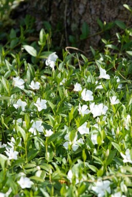 Vintergröna Vinca minor 'Alba' 5-10 i kruka P9 Vinca minor 'Alba'
