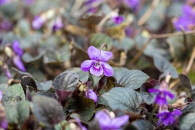 Skogsviol Viola labradorica 5-10 i kruka P9 Viola labradorica