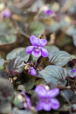 Viola labradorica