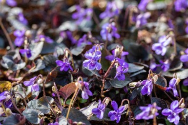 Viola labradorica