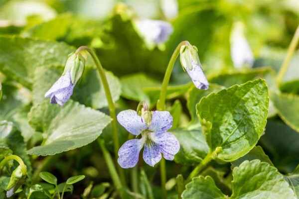 Viola sororia 'Freckles'