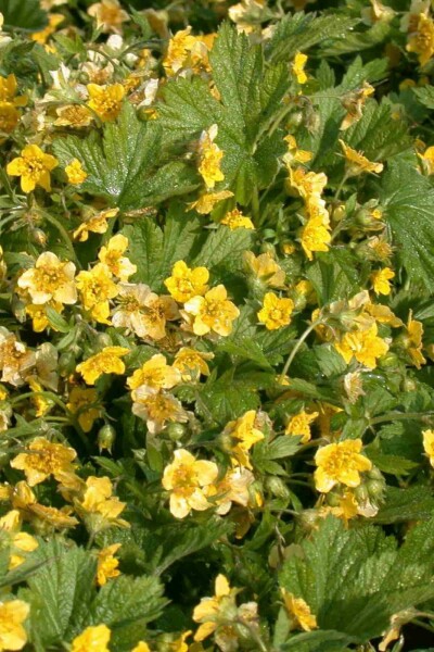 Guldrams Waldsteinia geoides 5-10 i kruka P9 Waldsteinia geoides