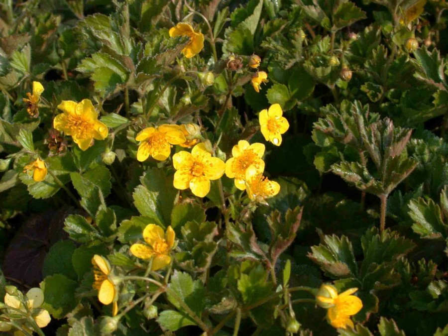 Guldrams Waldsteinia geoides 5-10 i kruka P9 Waldsteinia geoides