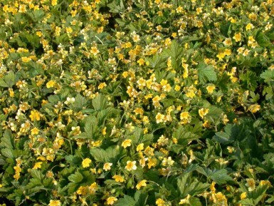 Guldrams Waldsteinia geoides 5-10 i kruka P9 Waldsteinia geoides