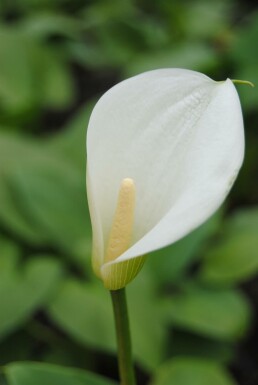 Kalla Zantedeschia aethiopica 5-10 i kruka P9 Zantedeschia aethiopica