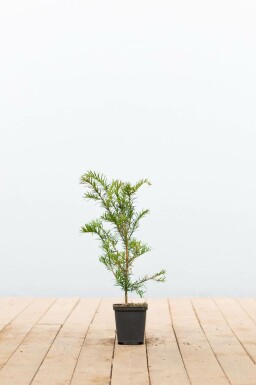 Taxus baccata Idegran buske 15-20 i kruka P9 Taxus baccata buske 15-20 cm