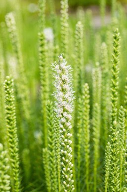 Sommarbris Mix