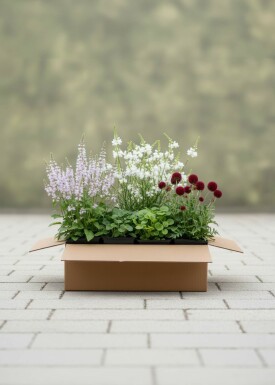 Viskande Blommor