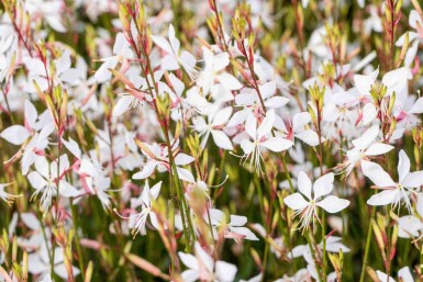 Viskande Blommor