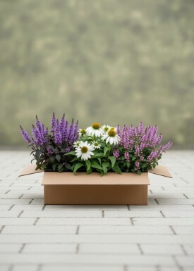 Sommarbalans Mix