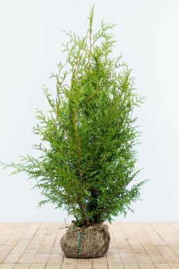 Thuja occidentalis Brabant häck 100-120 rotboll Premium - Thuja occidentalis Brabant 100-120 cm