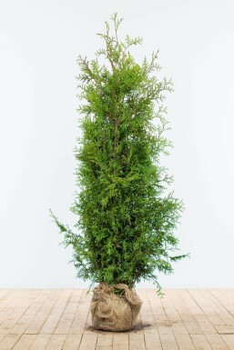 Thuja occidentalis Brabant häck 140-160 rotboll Premium -  Thuja occidentalis Brabant 140-160 cm