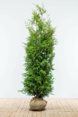 Thuja occidentalis Brabant häck 180-200 rotboll Premium - Thuja occidentalis Brabant 180-200 cm