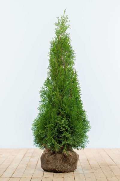 Thuja occidentalis 'Smaragd' 100-120 cm