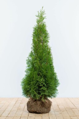 Thuja occidentalis Smaragd häck 100-120 rotboll Premium - Thuja occidentalis Smaragd 100-120 cm
