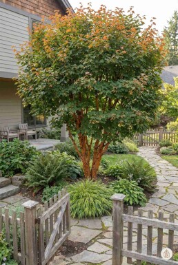 Acer griseum buske 80-100 cm