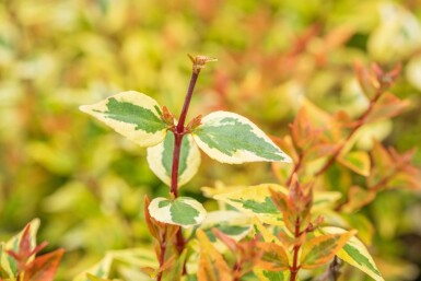Abelia grandiflora 'Kaleidoscope' buske 30-40 cm