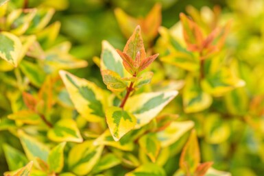 Abelia grandiflora 'Kaleidoscope' buske 40-50 cm