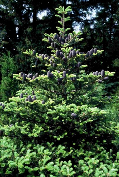 Abies koreana buske 25-30 cm