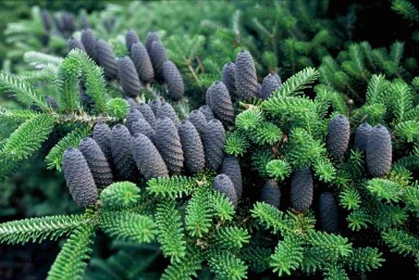 Abies koreana buske 60-80 cm