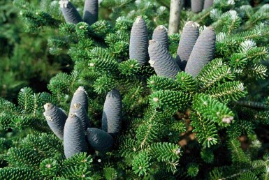 Abies koreana buske 60-80 cm