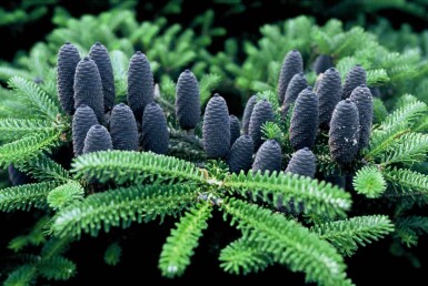 Abies koreana buske 60-80 cm