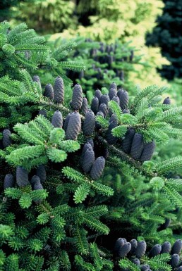 Abies koreana buske 60-80 cm