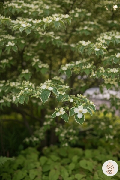 Cornus kousa chinensis buske 60-80 cm