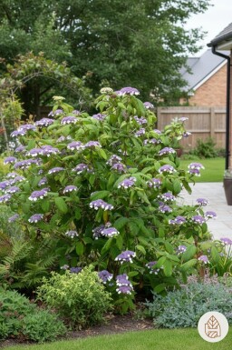 Hydrangea aspera 'Sargentiana' buske 60-80 cm