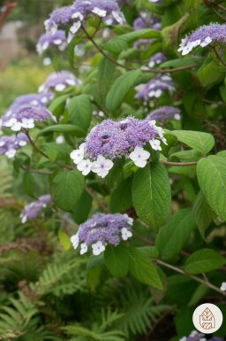 Hydrangea aspera 'Sargentiana' buske 60-80 cm