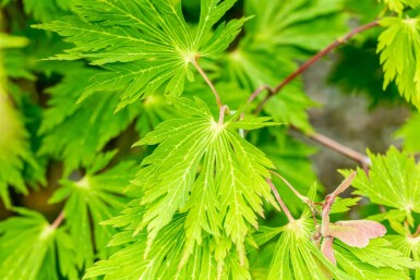 Acer japonicum 'Aconitifolium' buske 50-60 cm