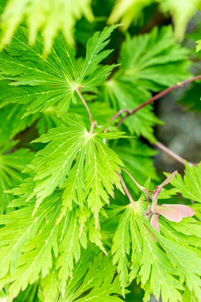 Acer japonicum 'Aconitifolium' buske 100-125 cm