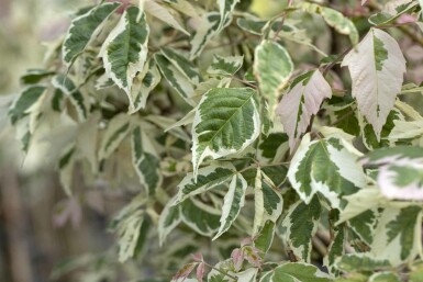 Acer negundo 'Flamingo' buske 60-80 cm