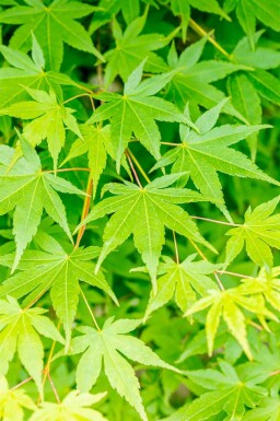 Acer palmatum buske 150-175 cm