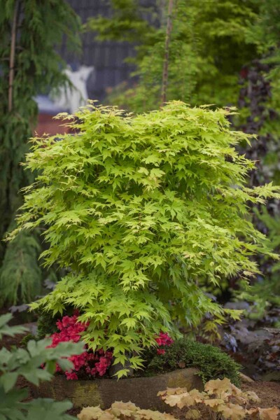 Acer palmatum buske 175-200 cm
