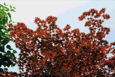 Acer palmatum 'Atropurpureum' buske 80-100 cm